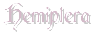 Hemiptera